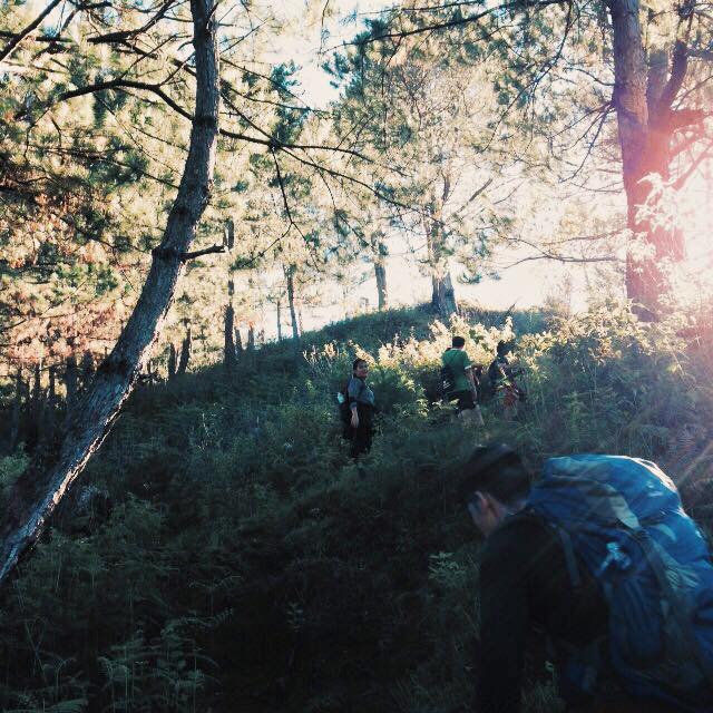 Reminiscent of the pine trees in Akiki [Taken in Kabunian]